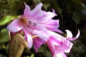 Image result for Crinum walteri