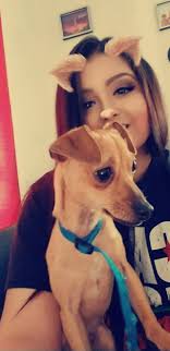 Lost Chihuahua Yorkie mix in Hodge area