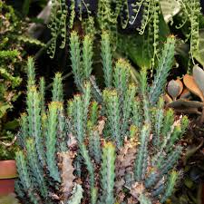 Image result for Euphorbia transvaalensis