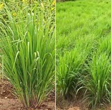 We hope you enjoyed this guide to perennial plants that repel mosquitoes. Lemongrass Farming Business Plan For Dummies Agri Farming