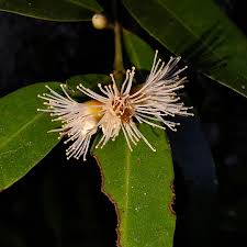 Image result for Memecylon insulare