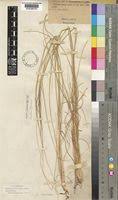 Image result for Aristida meridionalis