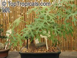 Image result for Cissus