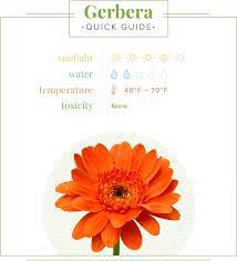 .gerbera flowers to say i admire you, some shining white gerbera flowers to send a message of take a look at the extensive catalogue and choose just the right floral arrangement to help you. Gerbera Daisy Care Guide Growing Information Tips And Meaning Proflowers Blog