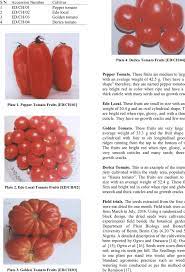 Accession And Varieties Of Tomato Download Table