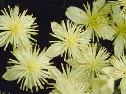 Clematis lasiantha or pipestem clematis's floral region is north america us lower 48, specifically in the state of california. Clematis Lasiantha Pipestem Clematis Native Plants Of North America