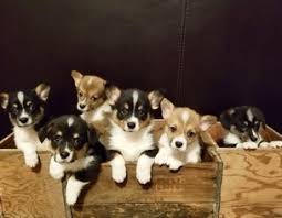 Pembroke's make wonderful family and companion dogs. View Ad Pembroke Welsh Corgi Litter Of Puppies For Sale Near Minnesota Rochester Usa Adn 92564