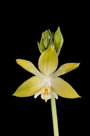 Image result for Calanthe