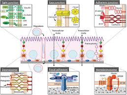 The cells are held tightly against each other by proteins (predominantly two proteins called claudins and occludins). Lysosomal Degradation Of Junctional Proteins Intechopen