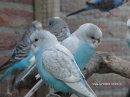Pin By Animalsplaza And More On Muhabet Kusu Budgies Pet Birds Parakeet