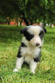 Border Collie Puppies For Sale Lancaster Puppies Collie Puppies For Sale Collie Puppies Border Collie Puppies