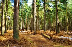 The plant needs constantly moist soil to thrive so be careful with watering. Norfolk Island Pine Tree Care Guide Garden Tabs