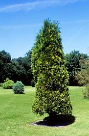 Image result for Calocedrus decurrens