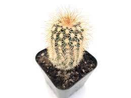 Image result for Disperis reichenbachiana