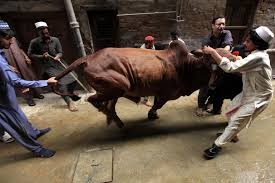 Image result for eid al adha