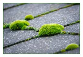 To stay safe, suit up in long if moss or algae growth on your asphalt shingles is particularly thick, use a if the edges of your asphalt shingles are curling, or if they show cracks along their surface, it might be time to remove. How To Remove Moss From A Roof