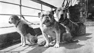 Remembering The Dogs Of The Titanic Titanic Dog Facts Titanic Facts