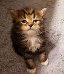 Kittens for Sale | Siberian Cats of Svetdanhaus: A breeder ...