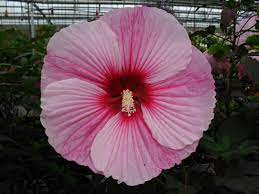 Hibiscus Starry Starry Night Ppaf Rose Mallow Bloom Starry Night Hibiscus