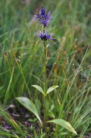 Image result for Swertia