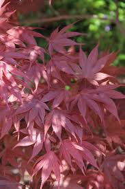We did not find results for: Plant Primer Bloodgood Japanese Maple