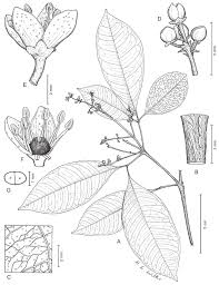 Image result for Vepris