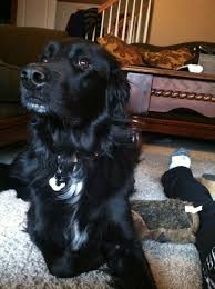 They are lab/golden mixes and 11 weeks old. Pin By Christy Marker On Cute Animals Black Golden Retriever Dogs Cute Dogs