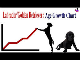 Labrador Golden Retriever Age Weight Growth Chart Ii Hindi
