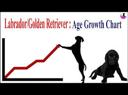 labrador golden retriever age weight growth chart ii hindi