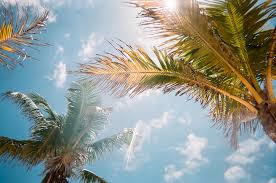 Here are only the best hardwood floor wallpapers. 100 Florida Pictures Scenic Travel Photos Download Free Images On Unsplash