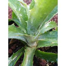 We did not find results for: Buy Bromelia Antiacantha With Canarius