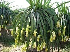 A nearby gardener will watch over the growing potato cactus at the cost of 8 potato cacti, though it is unnecessary for the al kharid and menaphos patches after completion of all hard desert. Selenicereus Undatus Wikipedia