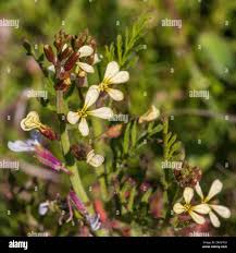 Image result for Carrichtera annua