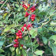 Stems, leaves, and seeds are the culprit. Which Hedgerow Berries Are Safe For My Dog To Eat