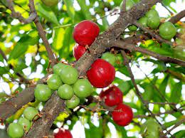 Dalam bahasa melayu, masyarakat menyebutnya dengan nama buah simalakama. Jangan Salah Tanaman Obat Mahkota Dewa Juga Sebetulnya Beracun Lho