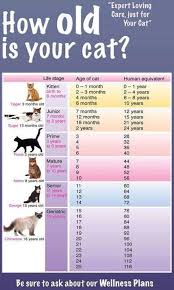 A cat aged 15 or over is considered geriatric. How Old Cat Ages Cat Years Crazy Cats