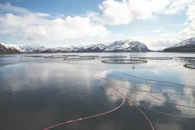 Grieg seafood asa was listed at the oslo stock exchange (osebx) in june 2007. Grieg Seafood Rooted In Nature