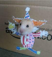 Hello, uhh i am just here to make hamster pfps! This Little Girl Found A Clever Way To Dress Up Her Hamster I Can Has Cheezburger In 2021 Hamster Funny Cute Cats Pet Portraits