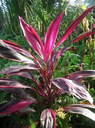 The red sister cordyline makes a stunning ornamental plant. Photo Of The Leaves Of Ti Plant Cordyline Fruticosa Red Sister Posted By Sunkissed Garden Org