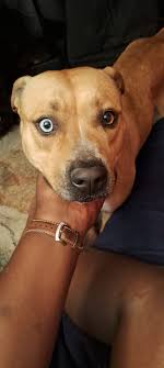 Wandering around north 7500 Pleasant Prairie (just north of bigelow Gulch  and east of Argonne). My husband tried to grab him but he runs. He has a  collar.