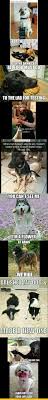 Top 10 Funny Pictures Of The Day Ft Funny Dogs Funny Animal Memes Funny Dog Pictures Funny Animal Jokes