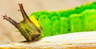 The caterpillar with a crown of spikes is a tailed emperor, polyura sempronius. Horned Caterpillars Tomato Hornworm Dragon Headed Caterpillar And More Nestia
