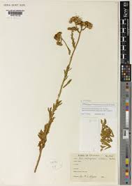 Image result for Schistostephium oxylobum