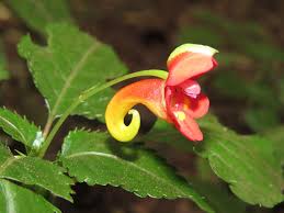 Image result for Disperis kilimanjarica