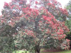 We did not find results for: Nz Trees The Trees Flowers Of Whangarei