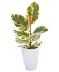 Image result for ficus elastica flower