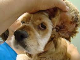 Check spelling or type a new query. Stop Cocker Spaniel Smelling Cocker Spaniel World