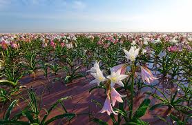 Image result for Crinum paludosum
