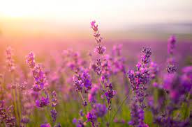 Alleen al de diep paarse kleur geeft aan, dat het een spiritueel kruid is de elohim bio lavendel kruidentinctuur werkt heel ontspannend en. Lavendel Top Kwaliteit Bij Groencentrum Witmarsum Groencentrum Witmarsum
