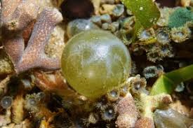 Image result for Globia algae
